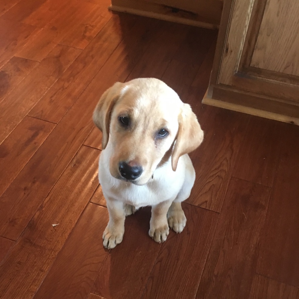 Meet your Posher, Madison